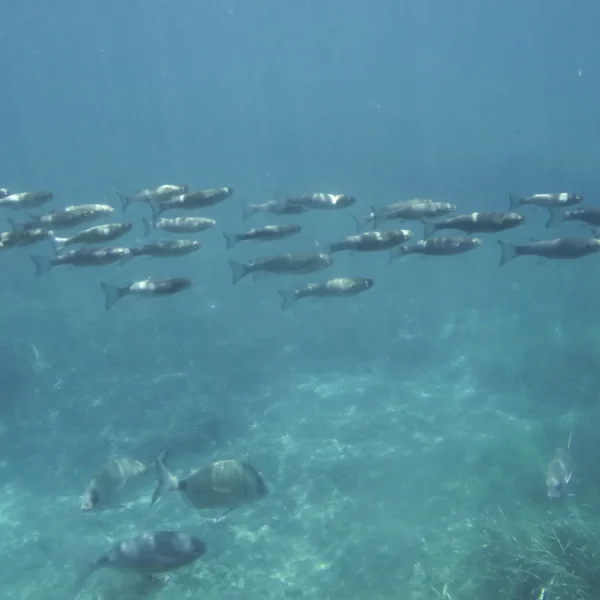 Isla de Tabarca fondo marino